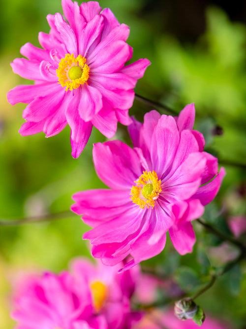 Japanese Anemone Bressingham Glow Bare Roots from Holland
