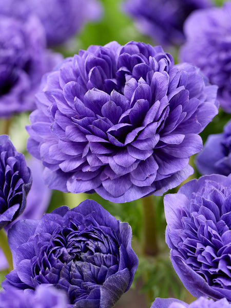 Anemone Fullstar Blue | DutchGrown™ | Order Top Quality Online