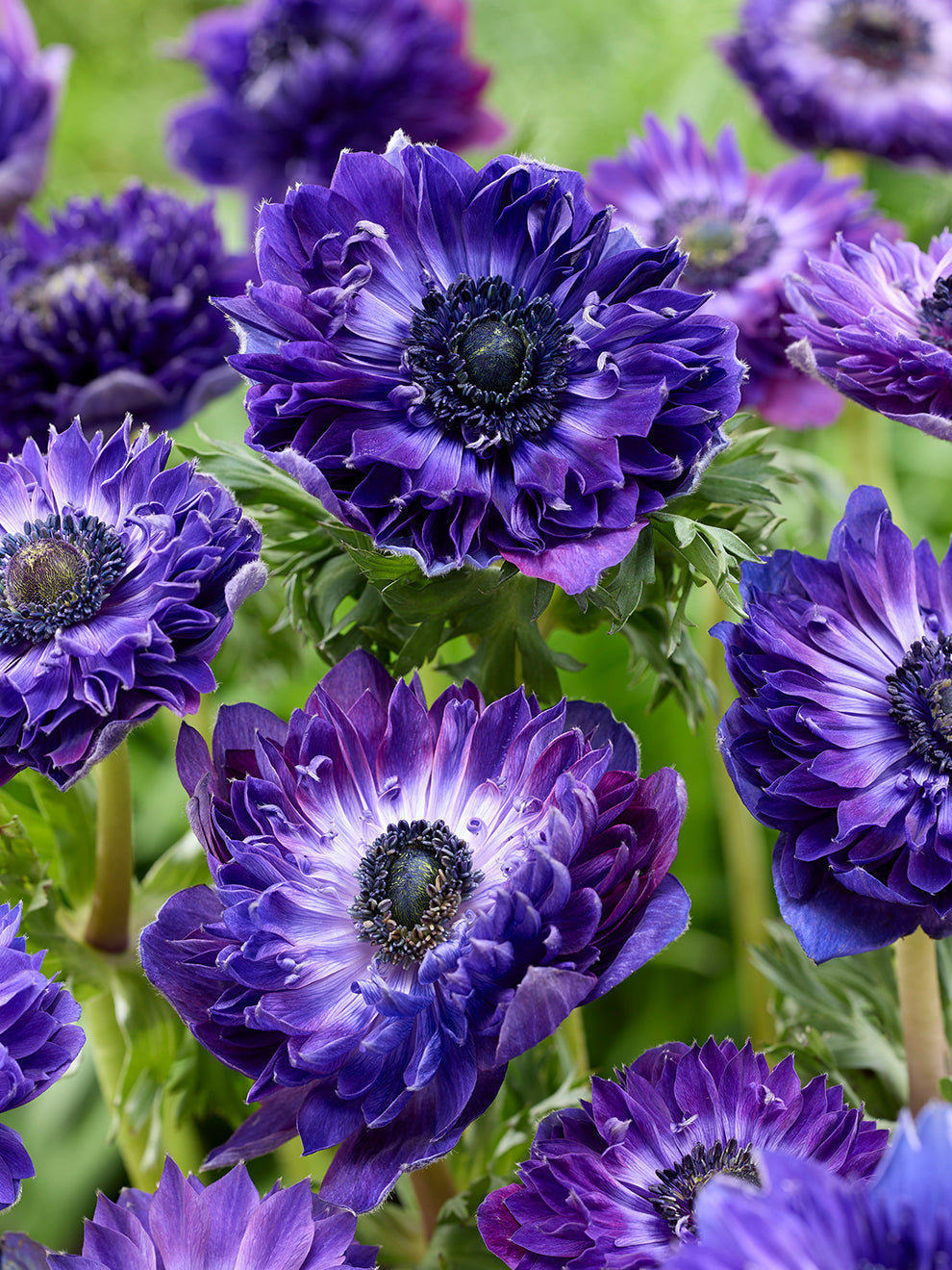 Anemone Fullstar Blue DutchGrown Order Top Quality Online anemone-fullstar-blue-dutchgrown-order-top-quality-online