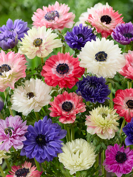 Anemone Fullstar Mix | DutchGrown™ | Order Top Quality Online