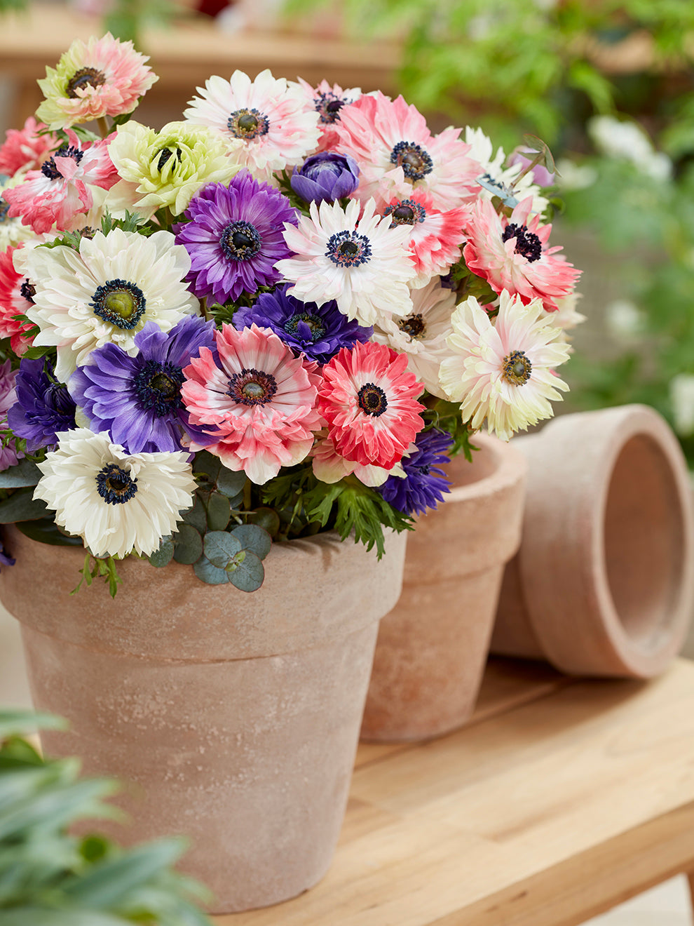 Anemone Fullstar Mix DutchGrown™ Order Top Quality Online