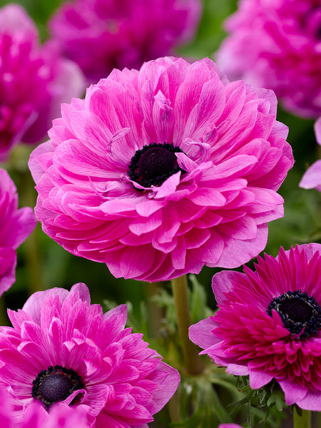 Anemone Fullstar Pink | DutchGrown™ | Order Top Quality Online