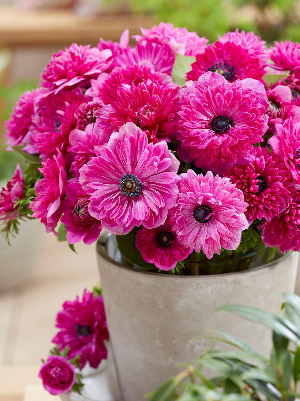 anemone potted plant Anemone Fullstar Pink Bulbs, Pink - 10 Bulbs