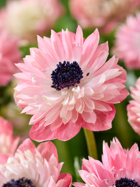 Anemone Fullstar Strawberry | DutchGrown™ | Order Top Quality Online