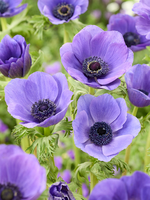 Anemone Galilee Blue