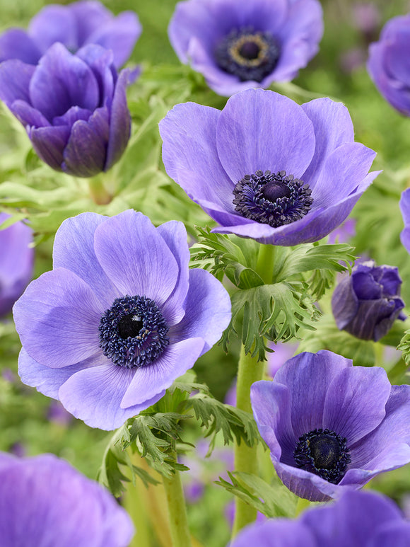 Anemone Galilee Blue