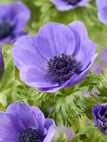 Anemone Galilee Blue | DutchGrown™ | Top Quality | Buy Online