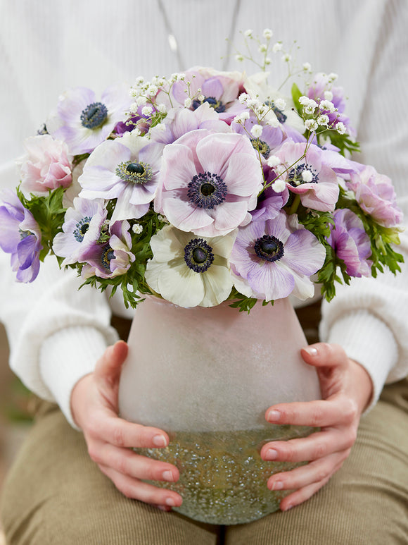 Anemone Galilee Pastel Mix