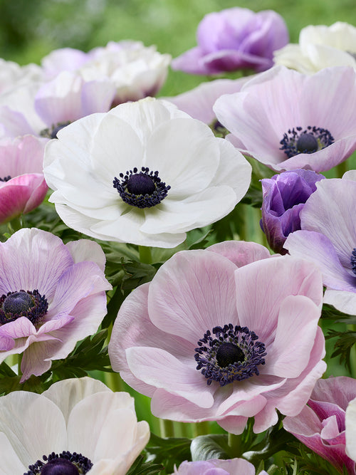 Anemone Galilee Pastel Mix