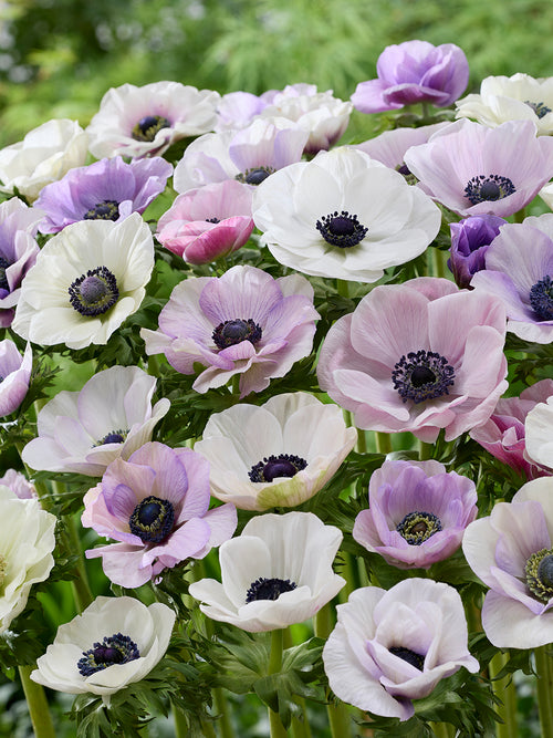 Anemone Galilee Pastel Mix