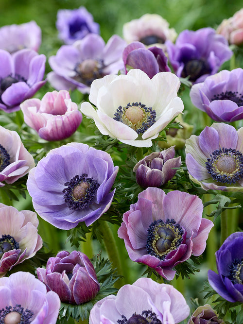 Anemone Galilee Pastel Mix