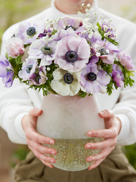 Anemone Galilee Pastel Mix