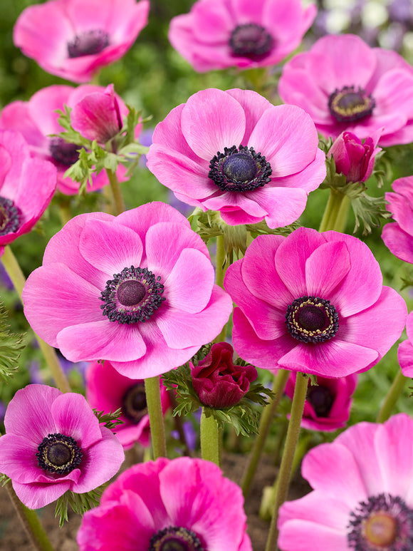 Anemone Galilee Pink