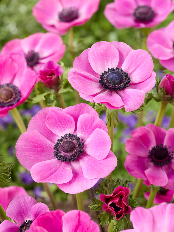 Anemone Galilee Pink