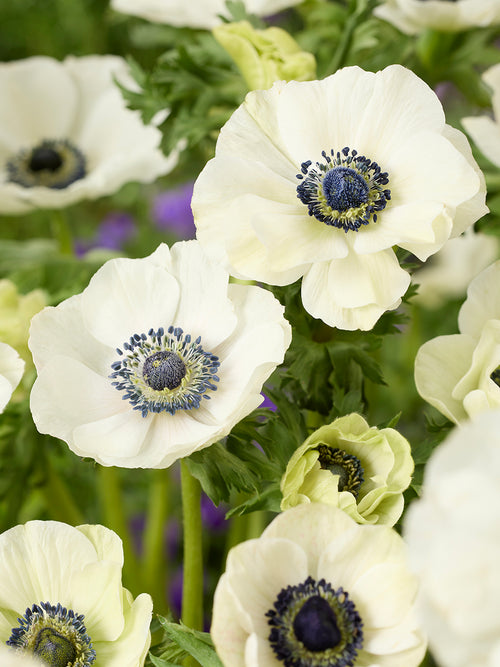 Anemone Galilee White