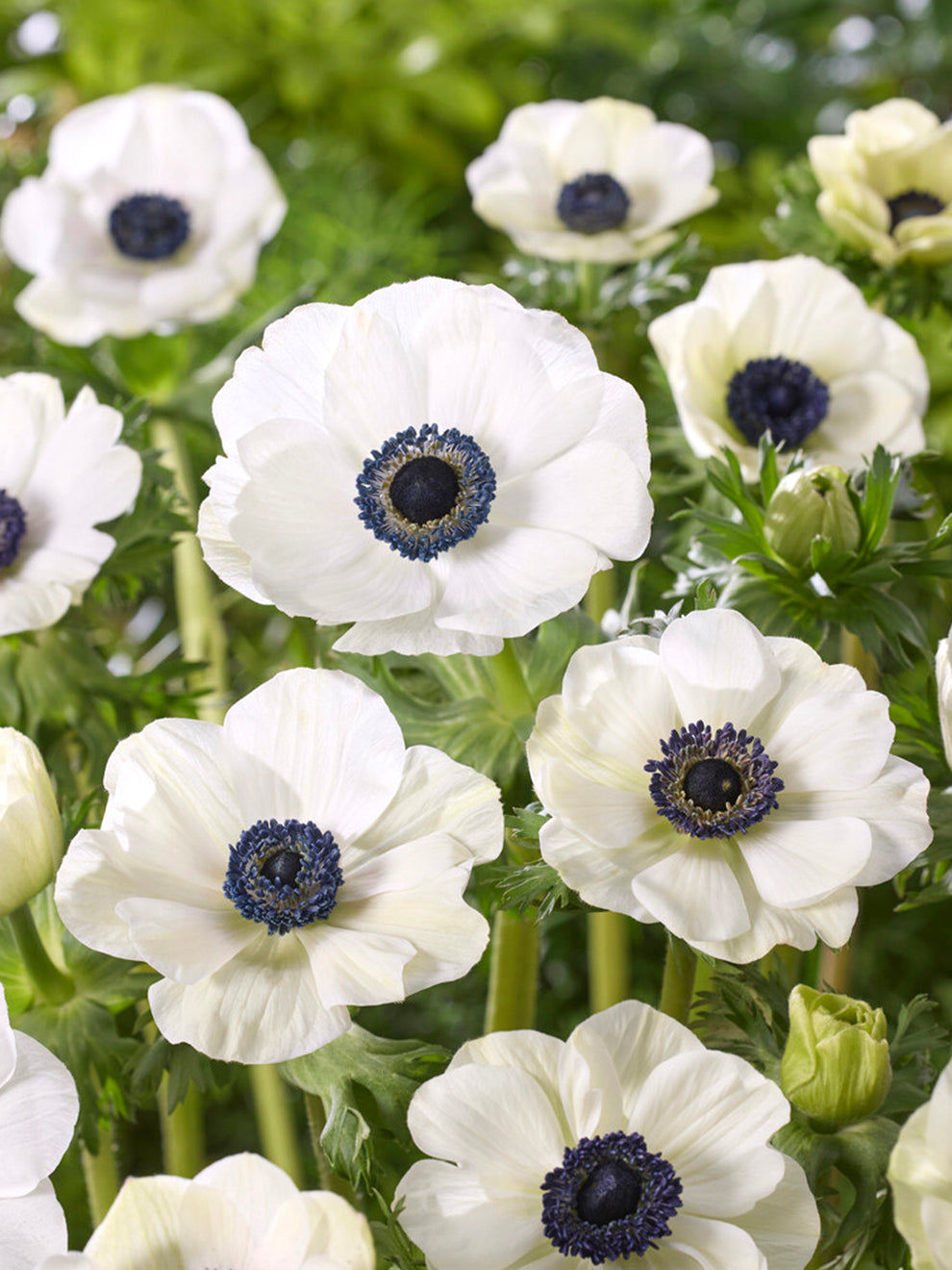 white anemone flower seeds Anemone Galilee White Bulbs, White - 10 Bulbs