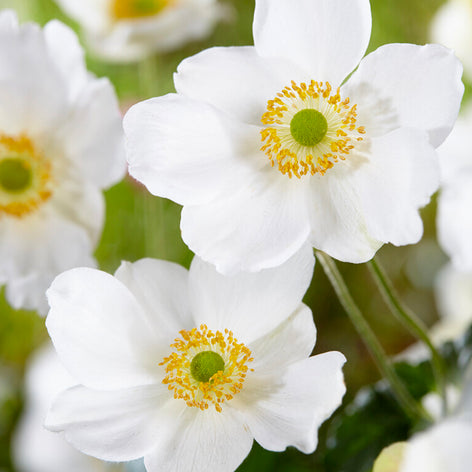 Japanese Anemone Honorine Jobert