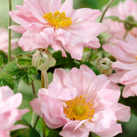 Japanese Anemones Anemone Japonica Queen Charlotte