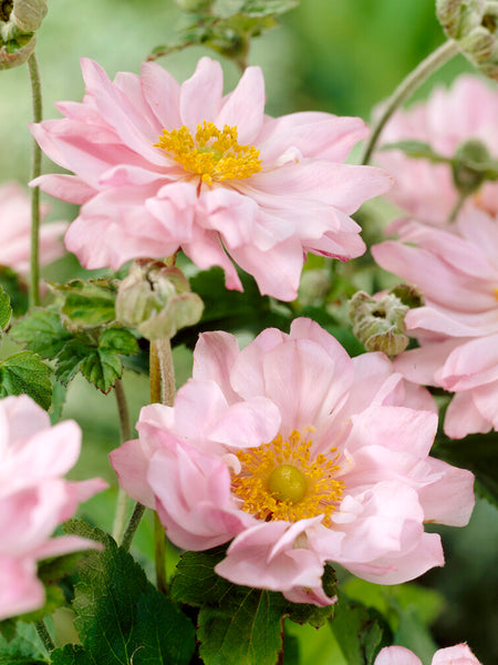 Japanese Anemone Queen Charlotte | Order Now