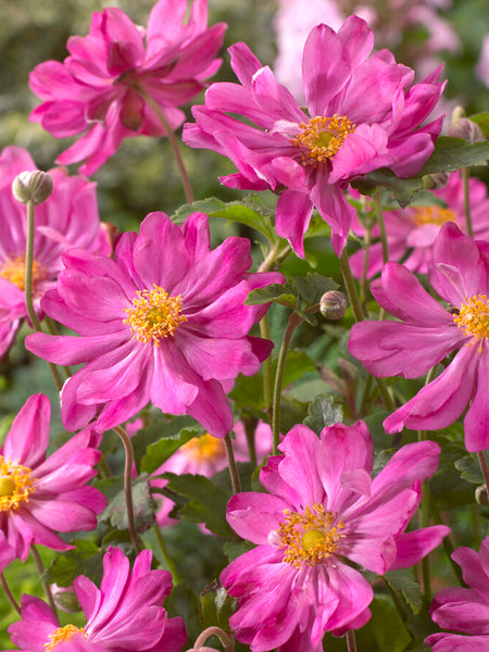 Anemone_Japonica_Prinz_Heinric