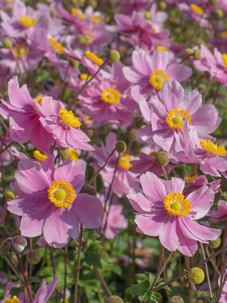 *anemone* Long Tentacle Anemone For Sale - Large | Petco