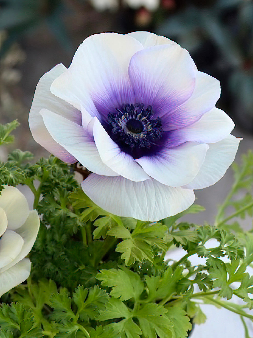 lavender anemone flower Anemone Rainbow Blue/White Bulbs, White - 10 Bulbs