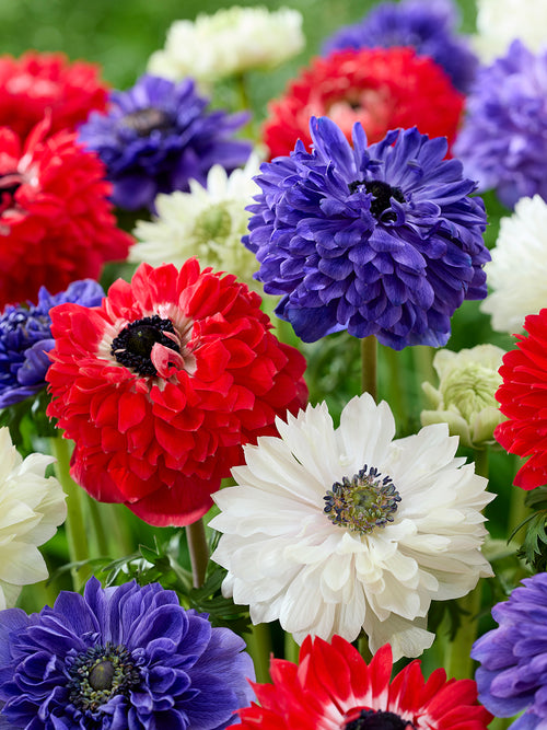 Anemone Stars and Stripes Collection