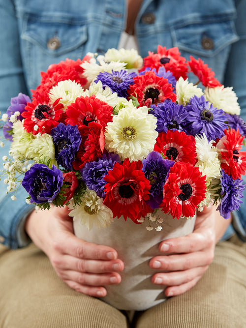 Anemone Stars and Stripes Collection