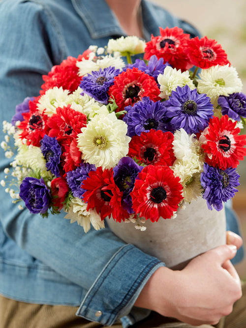 Anemone Stars and Stripes Collection