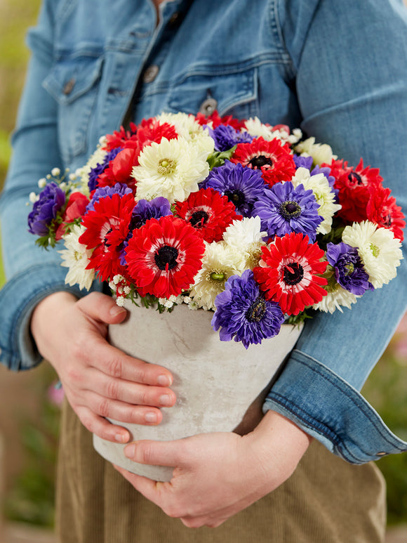 Anemone Stars and Stripes Collection