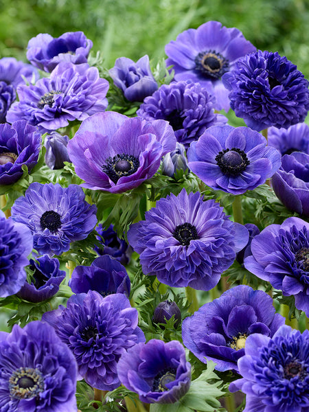 Anemone True Blue Collection | DutchGrown™