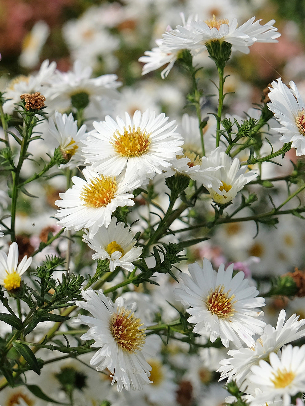 Asterspring Branches White Asters Flowers