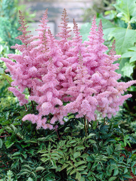 Pink Astilbe