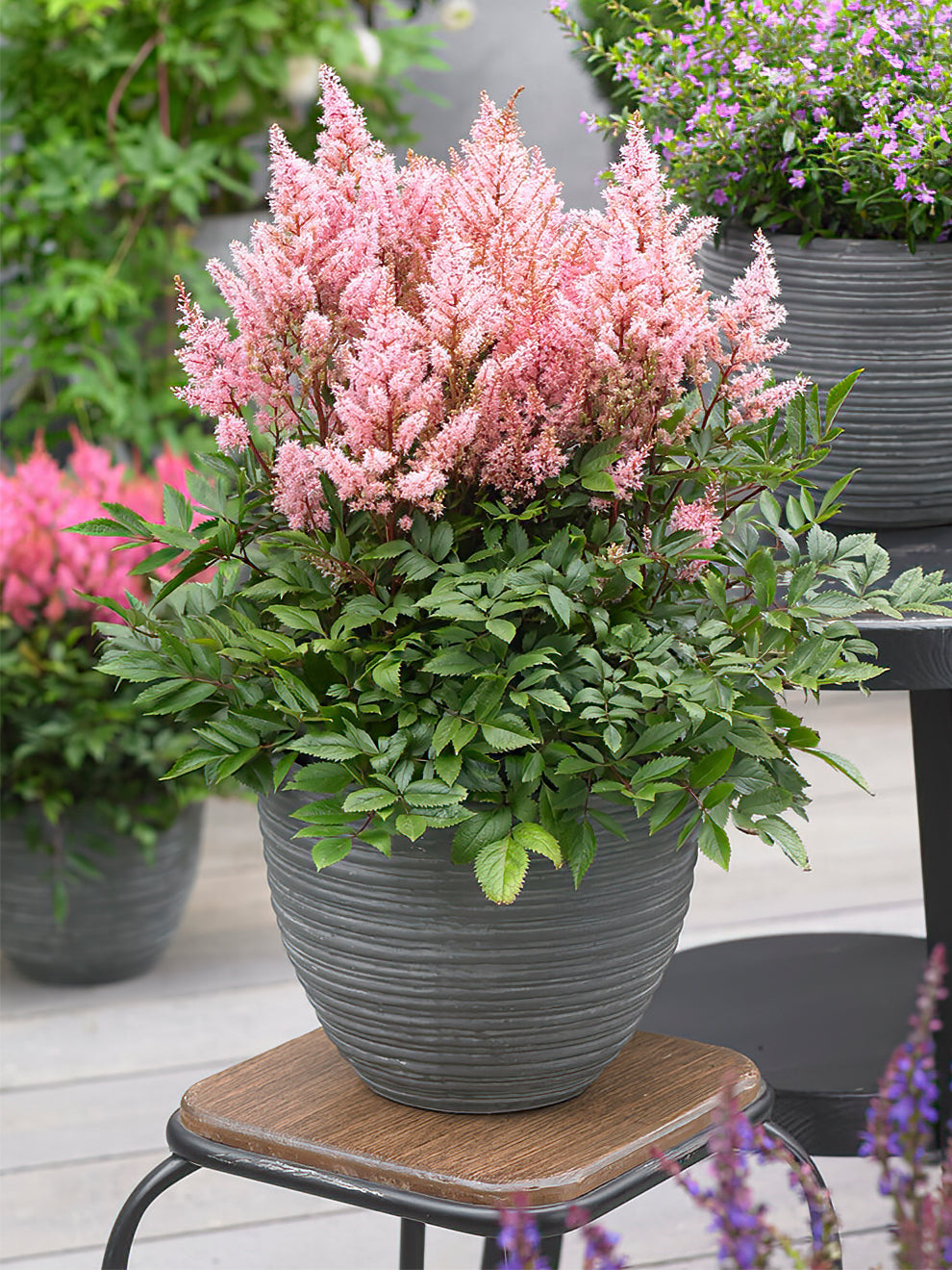 Astilbe Look At Me DutchGrown astilbe-look-at-me-dutchgrown