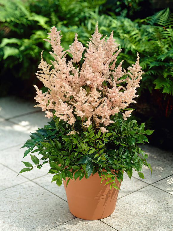 Buy Astilbe Peach Blossom