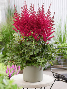 Astilbe Volcano