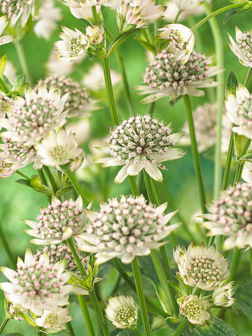 Astrantia Major Star of Billion