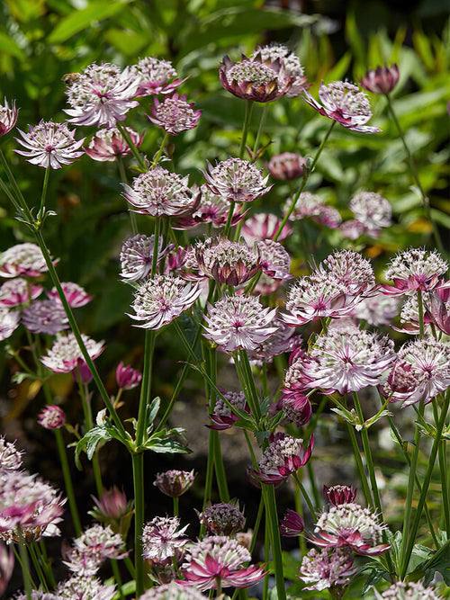 Astrantia Midnight Owl