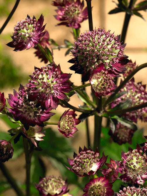 Astrantia Moulin Rouge