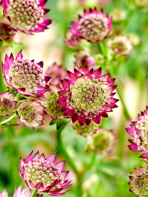 Astrantia Moulin Rouge