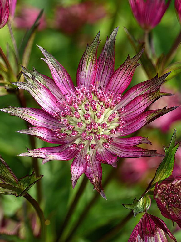 Astrantia Star of Love (Masterwort)