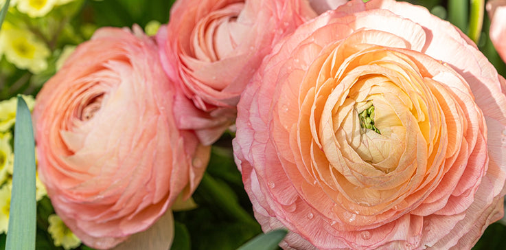 THE BEST RANUNCULUS
