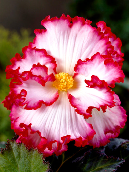 Begonia Crispa Marginata red white