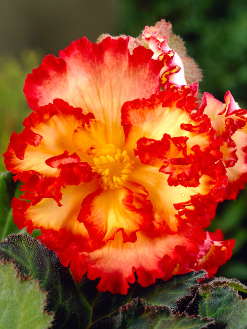 Begonia Crispa Marginata red yellow