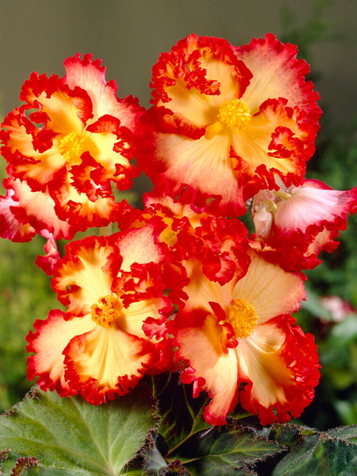 Begonia Crispa Marginata red yellow