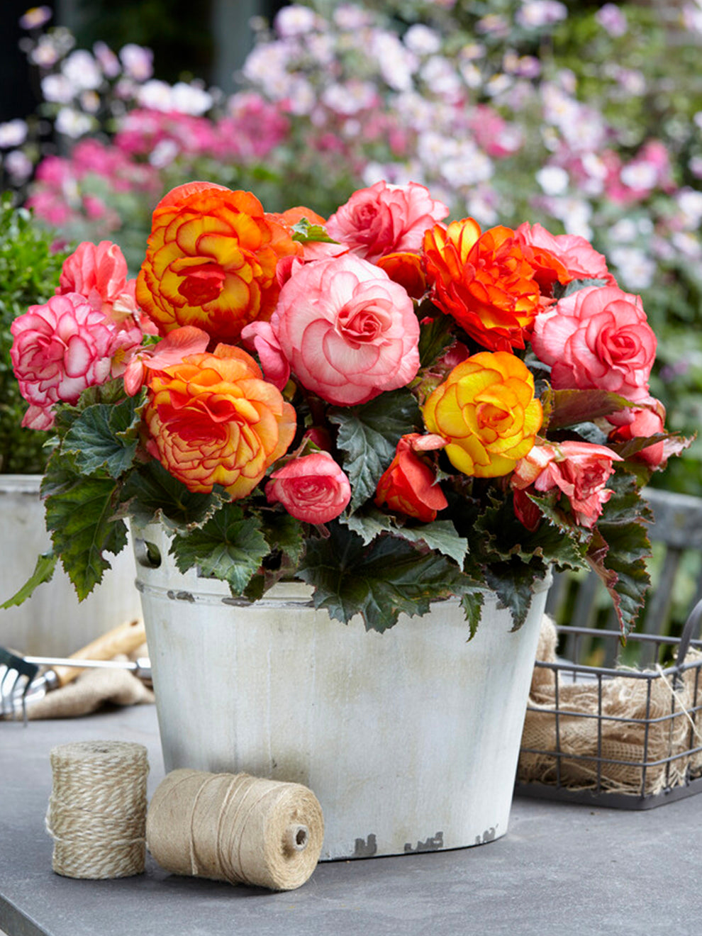begonia potting mix Begonia Tropical Mix