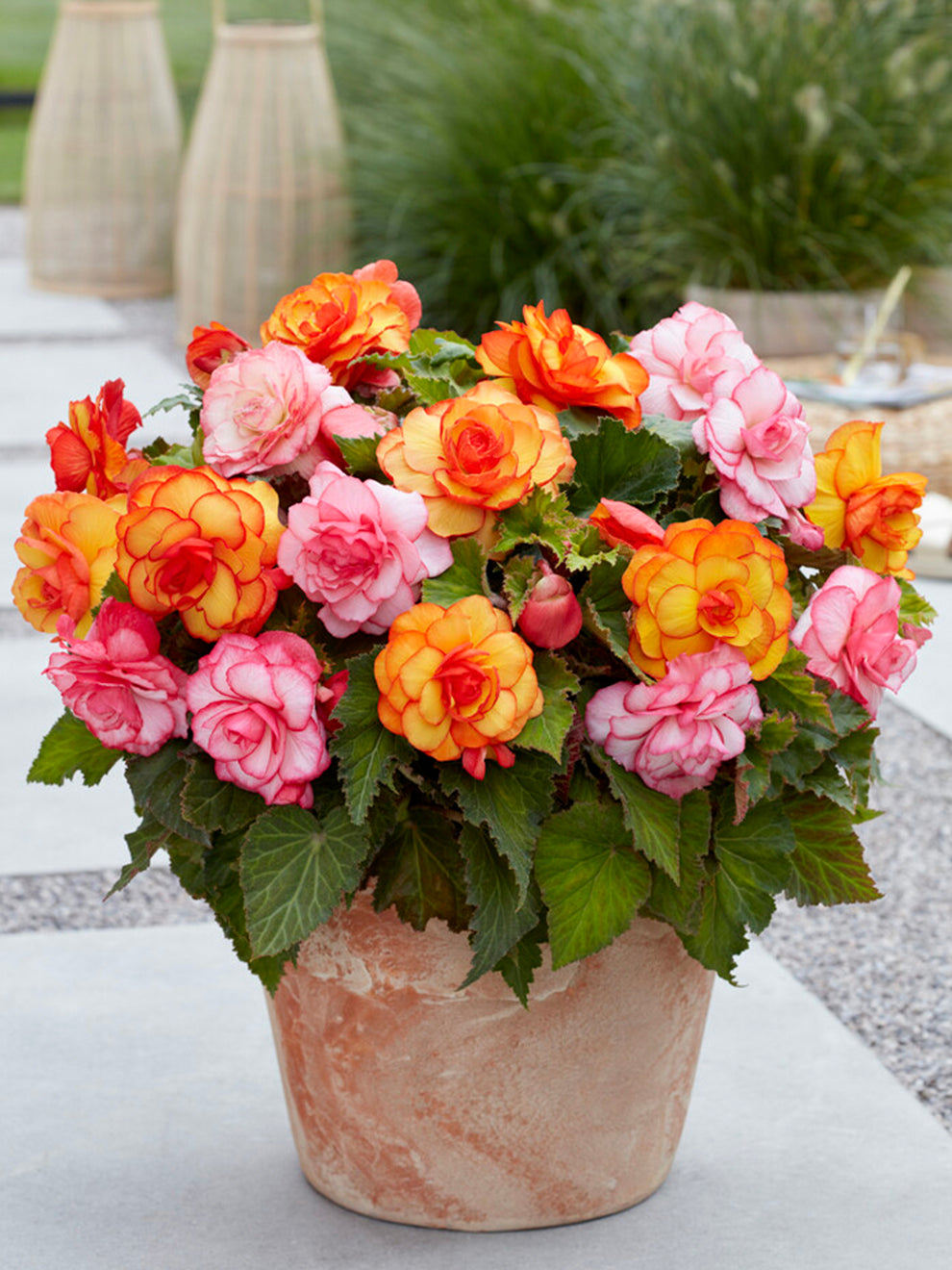 best potting mix for tuberous begonias Begonia Tropical Mix