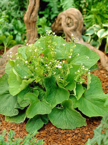 Brunnera Betty Bowring