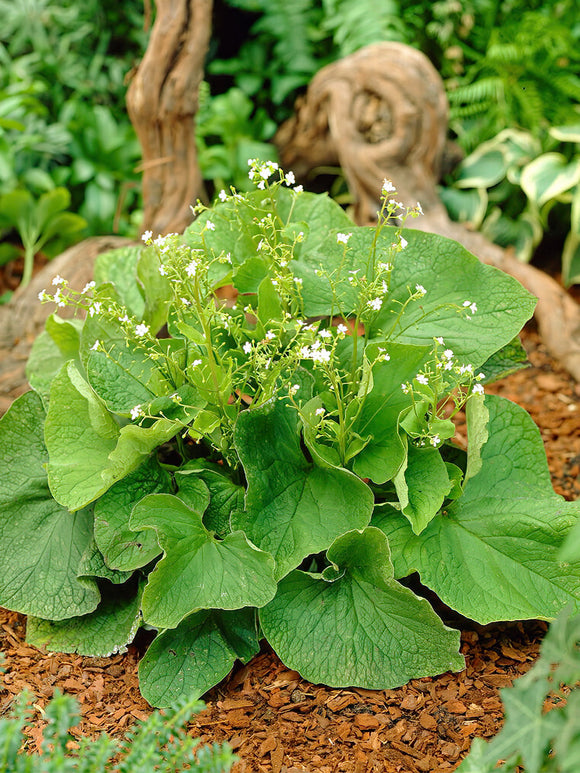 Brunnera Betty Bowring