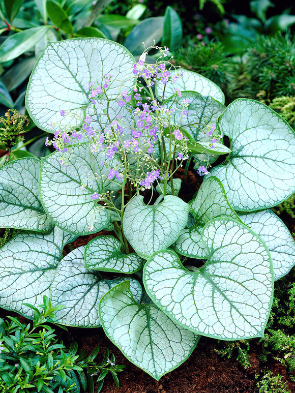 Brunnera Jack Frost